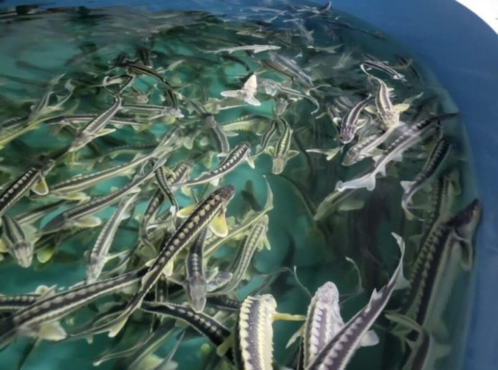 2027 жылдан бастап аквамәдениетті дамытуға арналған ақпараттық жүйе енгізіледі